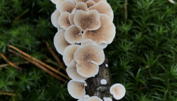 National Mushroom Day